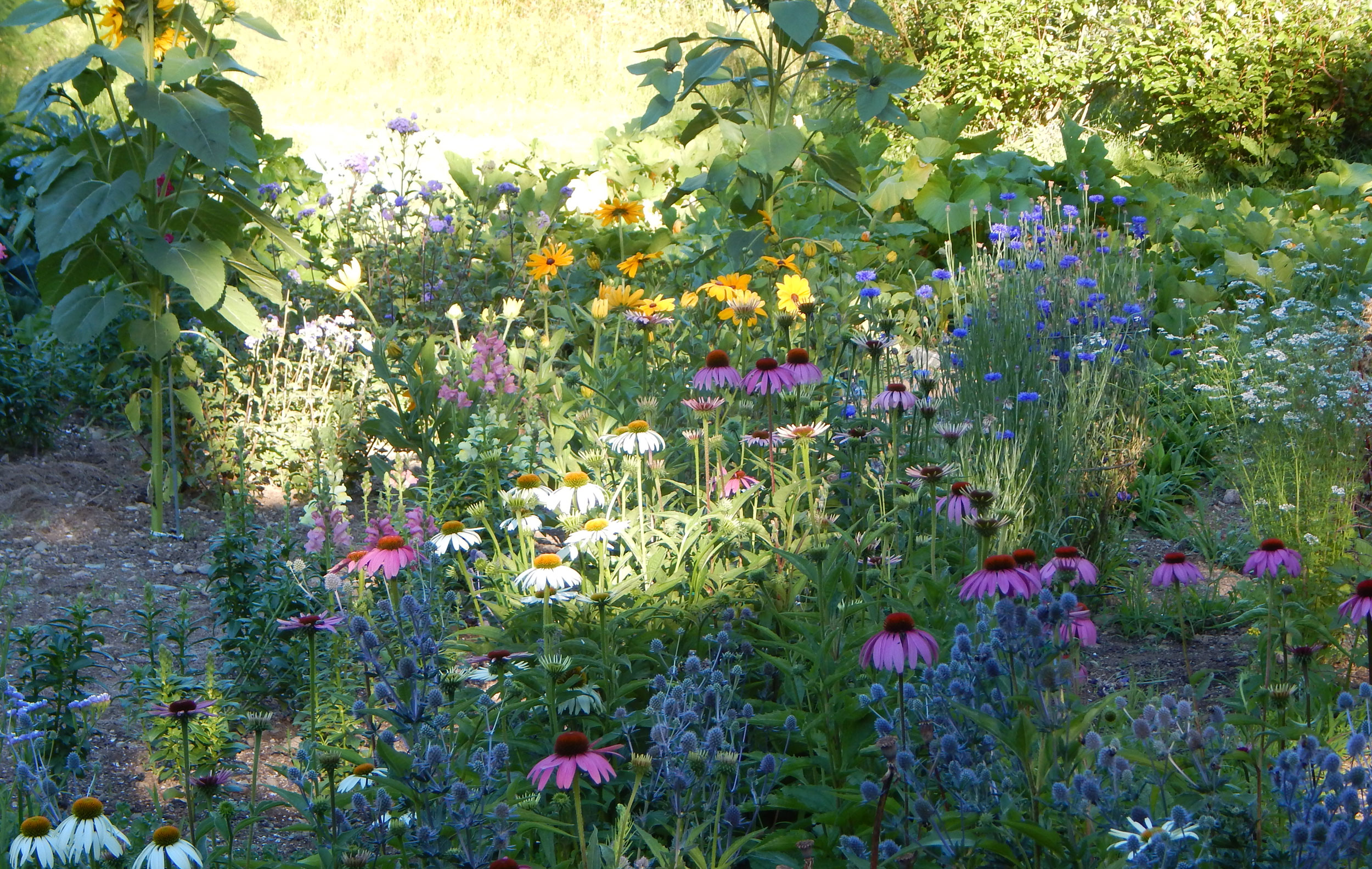 Cottage flowers cutting gardens in otter creek maine